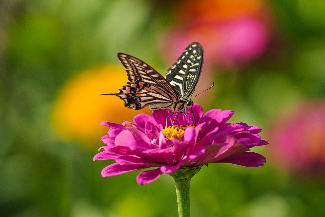 butterfly, beautiful flowers, insect-8273608.jpg